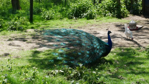 Wildschweinftterung