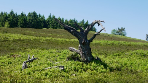 Kahle Pn Hochheide