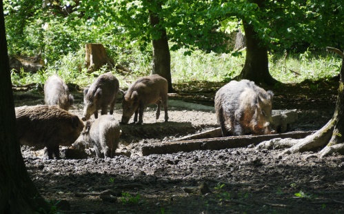 Wildschweinftterung
