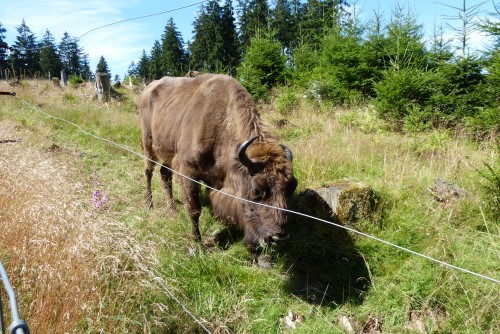 Wisent