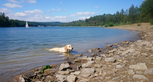 Hund am Sorpesee