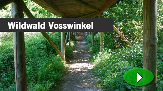 Wildwald Vosswinkel