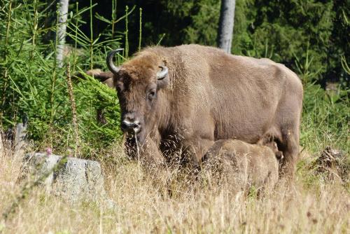 Wisent-Wildnis