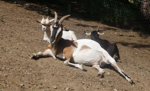 Wild- und Freizeitpark Willingen